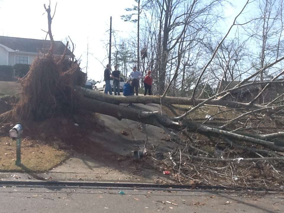 Stump Removal